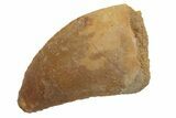 Fossil Carcharodontosaurus Tooth - Real Dinosaur Tooth #212492-1